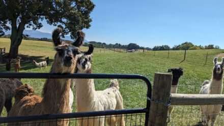 Llamas Greeting You