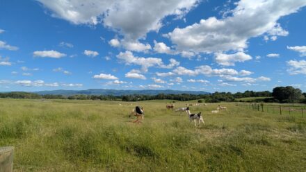Field of Llamas at Walnut Ridge Llama Farm